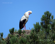 Cigogne blanche_7047.jpg